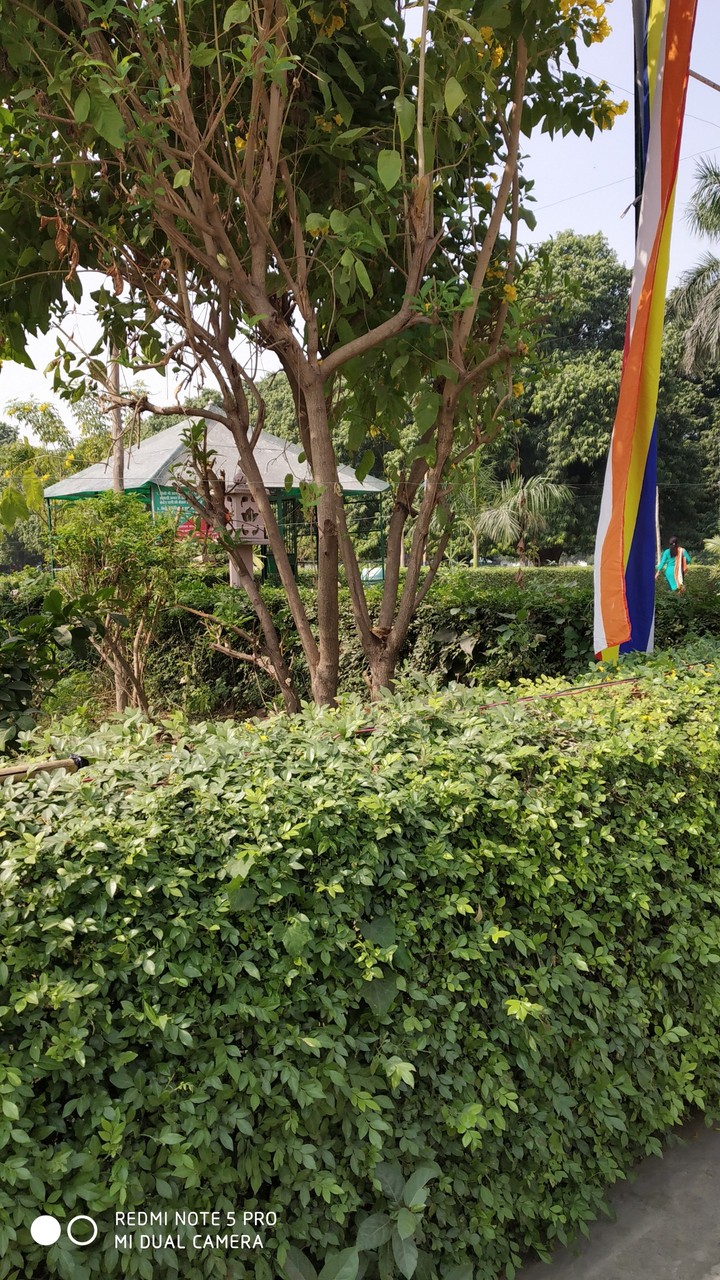in tulsi mandir garden