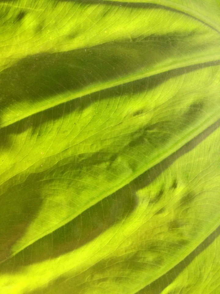 leaf texture