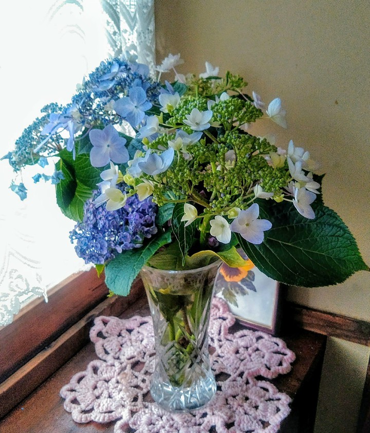 hydrangea