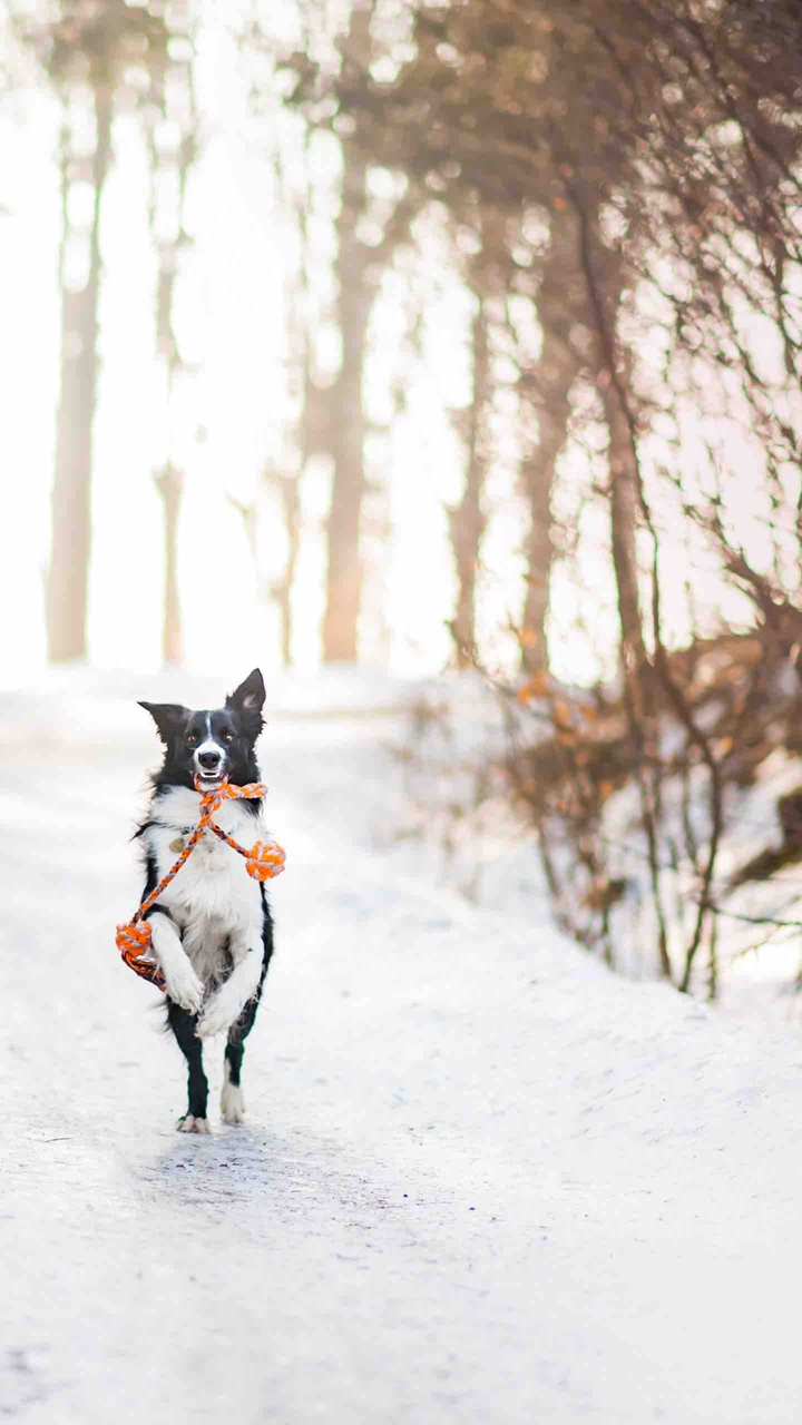 DOG