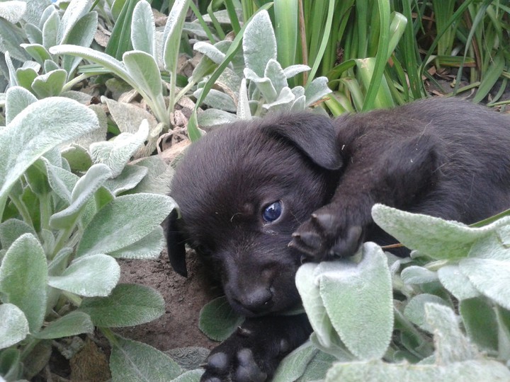 Puppy