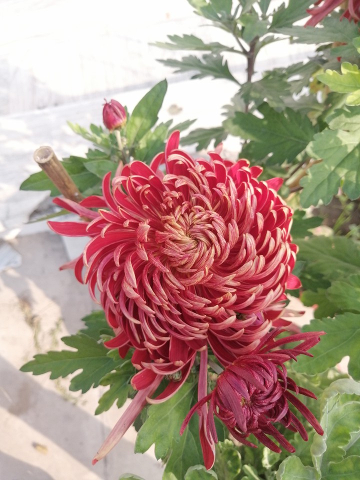 flowers