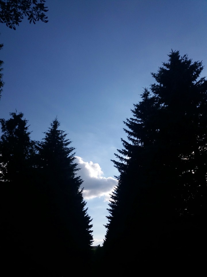 #Tree's