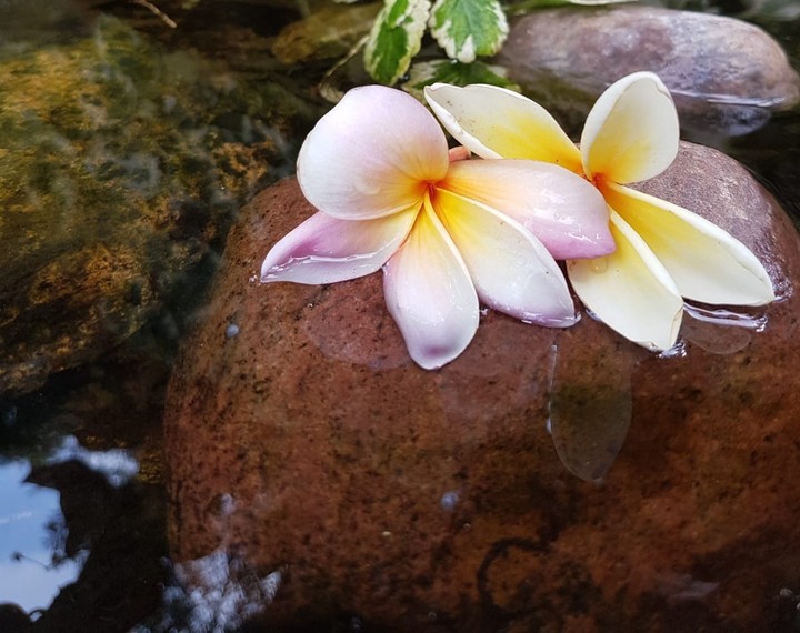 Frangipani 7