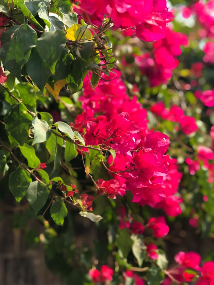 Bougainvillea ♥️