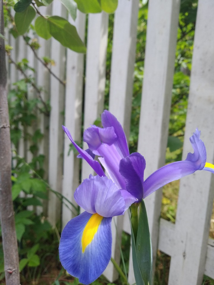 Beautiful iris