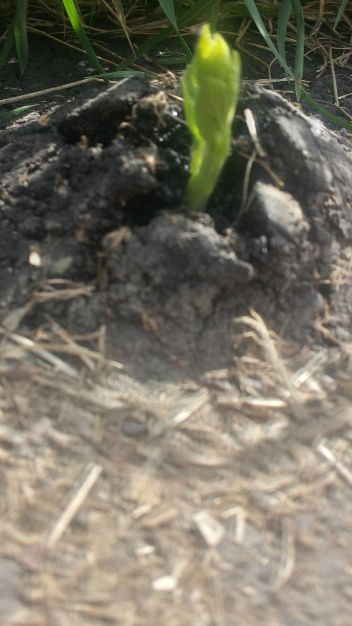 The plant