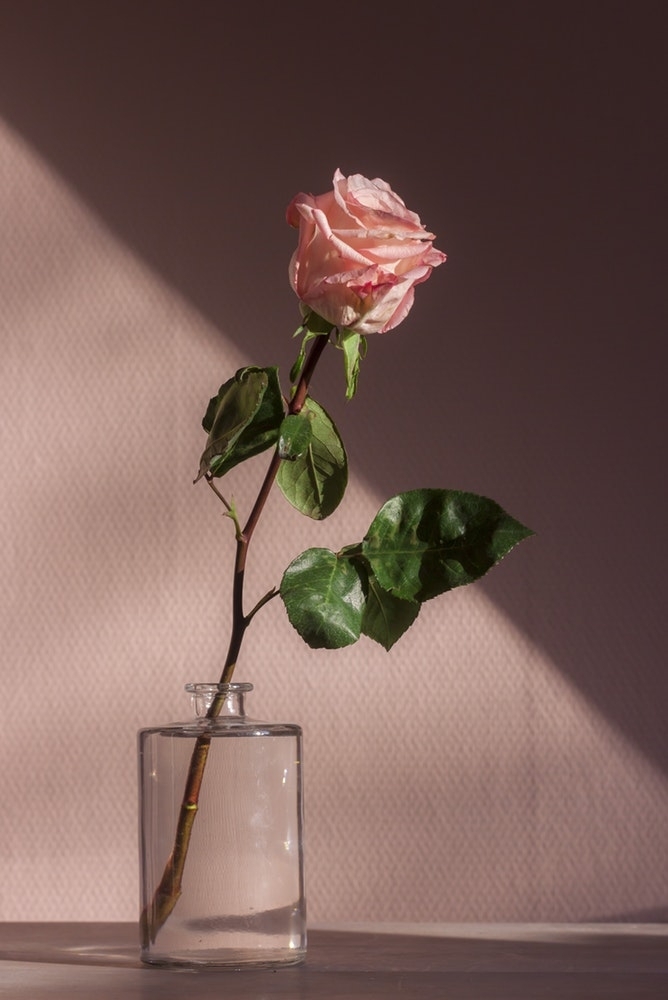 pink rose