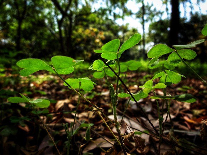 green
