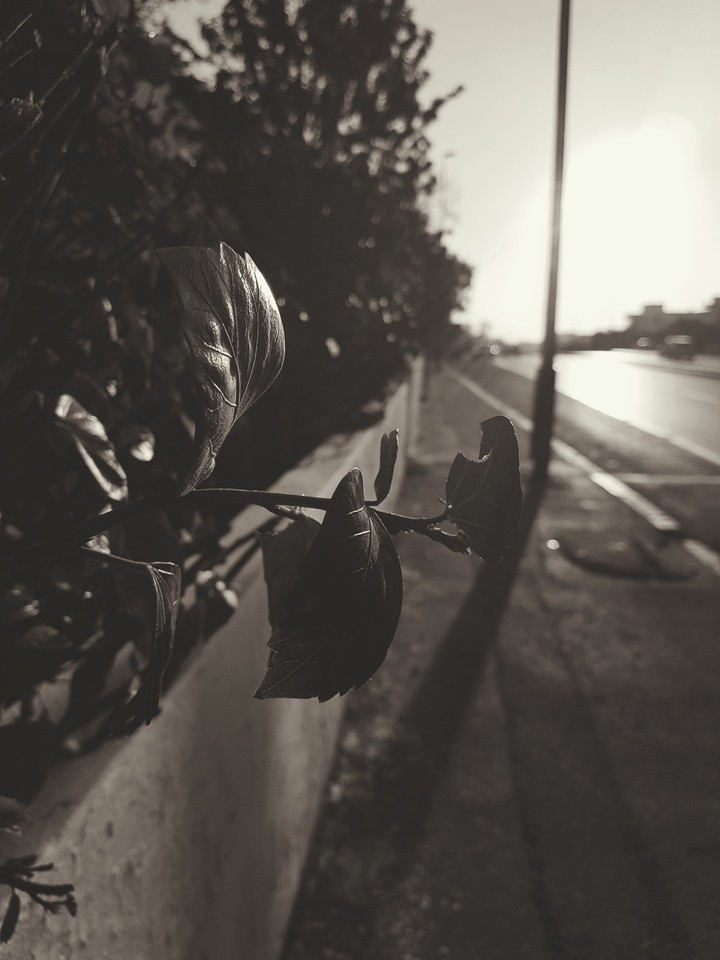 #black&White
