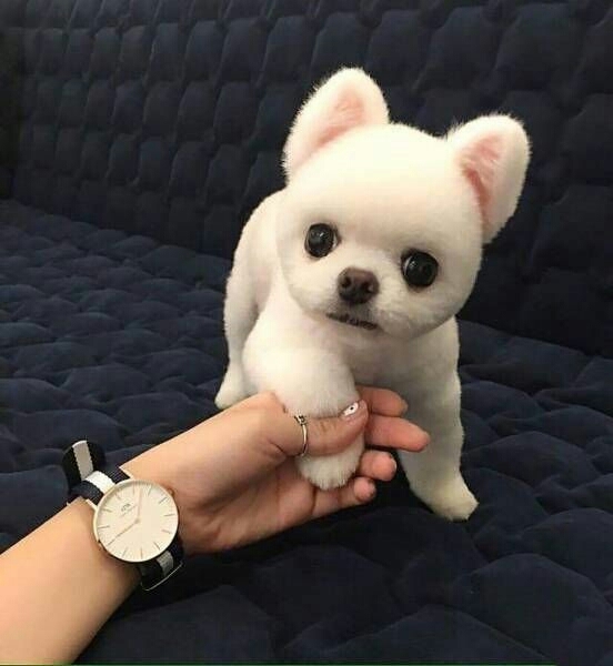 песик