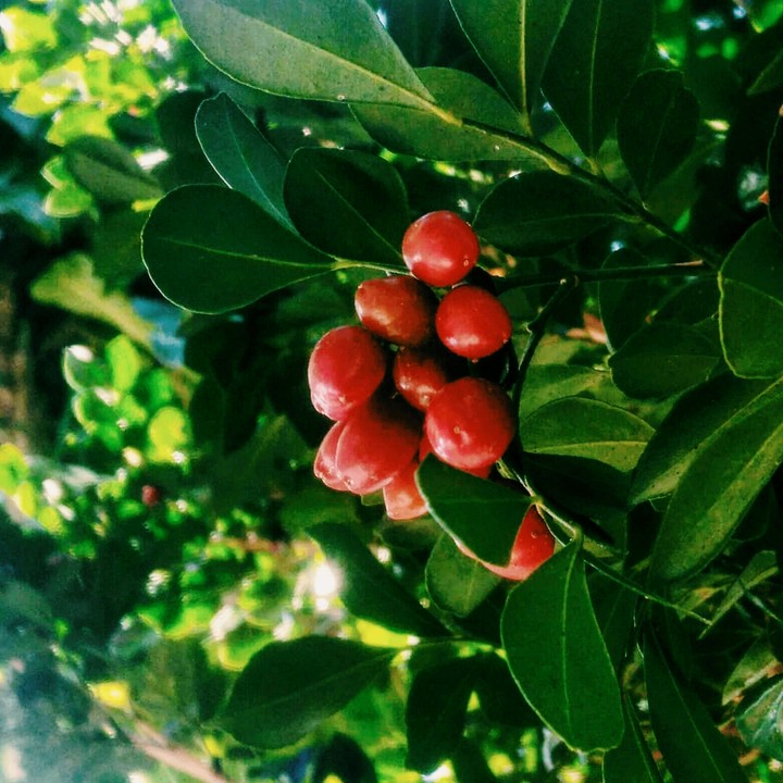 Que-Fruta-é-Essa