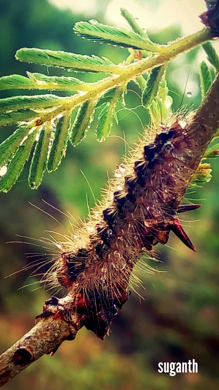 graceful insect....