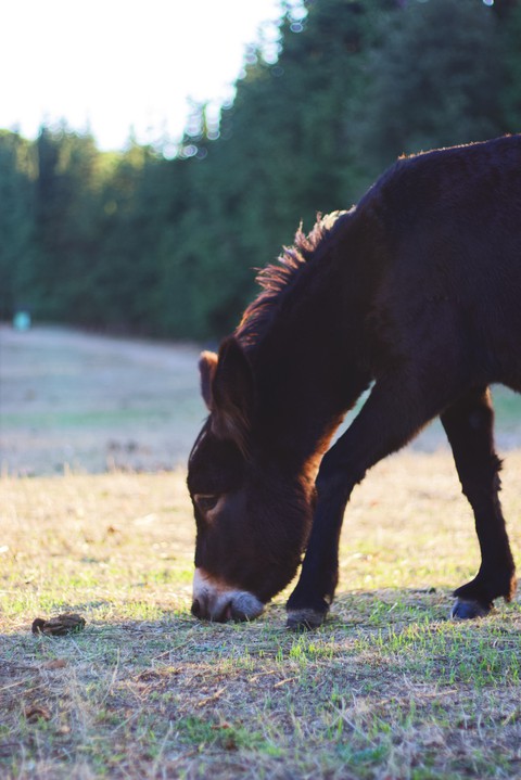 horse, grazing वॉलपेपर