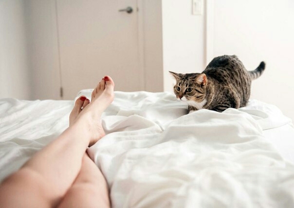 cat