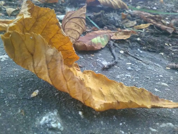 Leaf