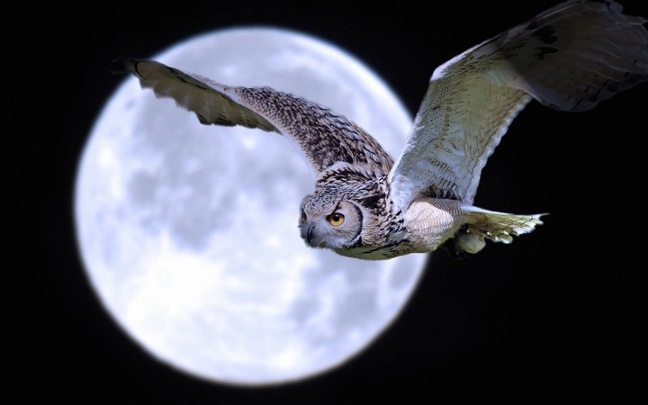 owl