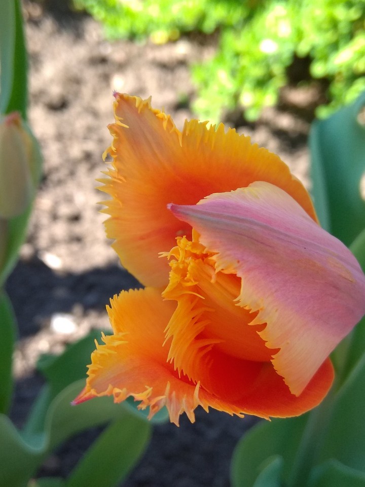 Tulip