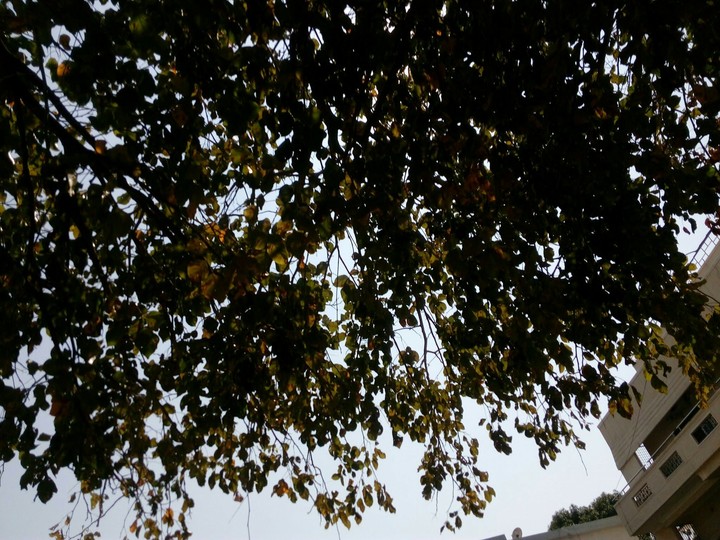 Canopy
