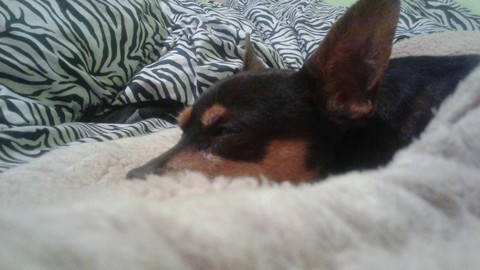My Pet