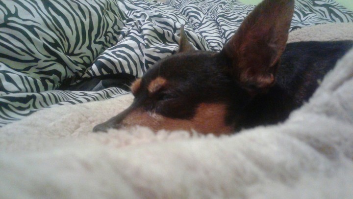 My Pet