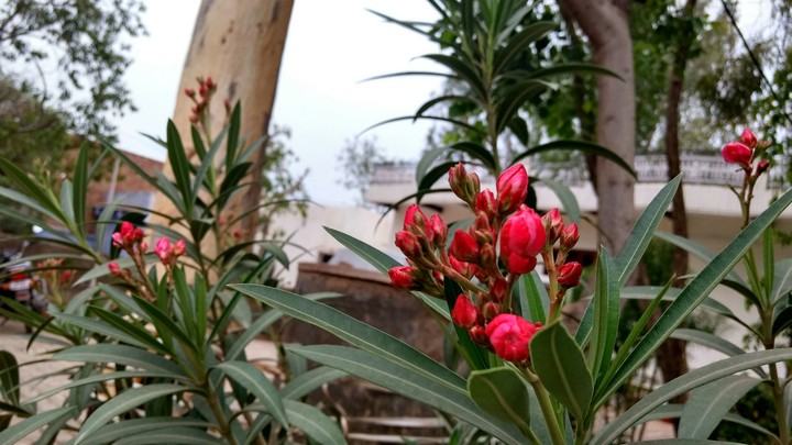 flowers