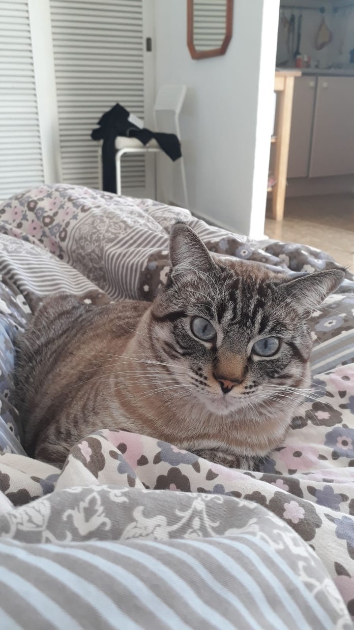 Кошкар