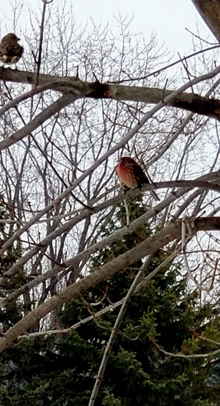 Christmas morning finches