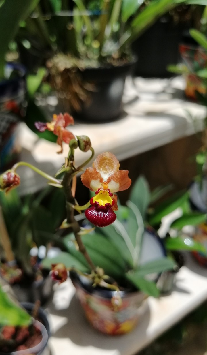 orquídea