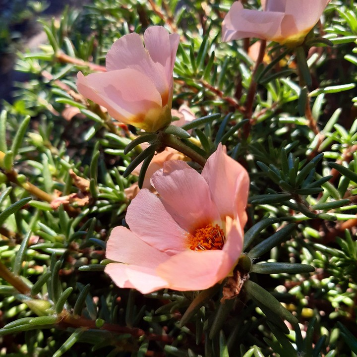 Flowers ?