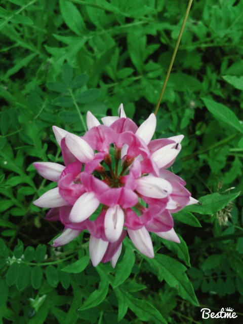 шпалери herb, flower