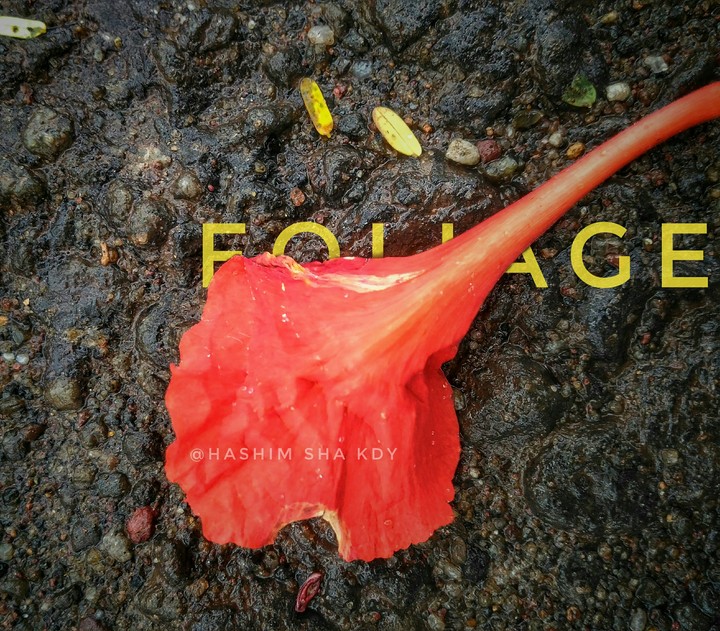 Foliage