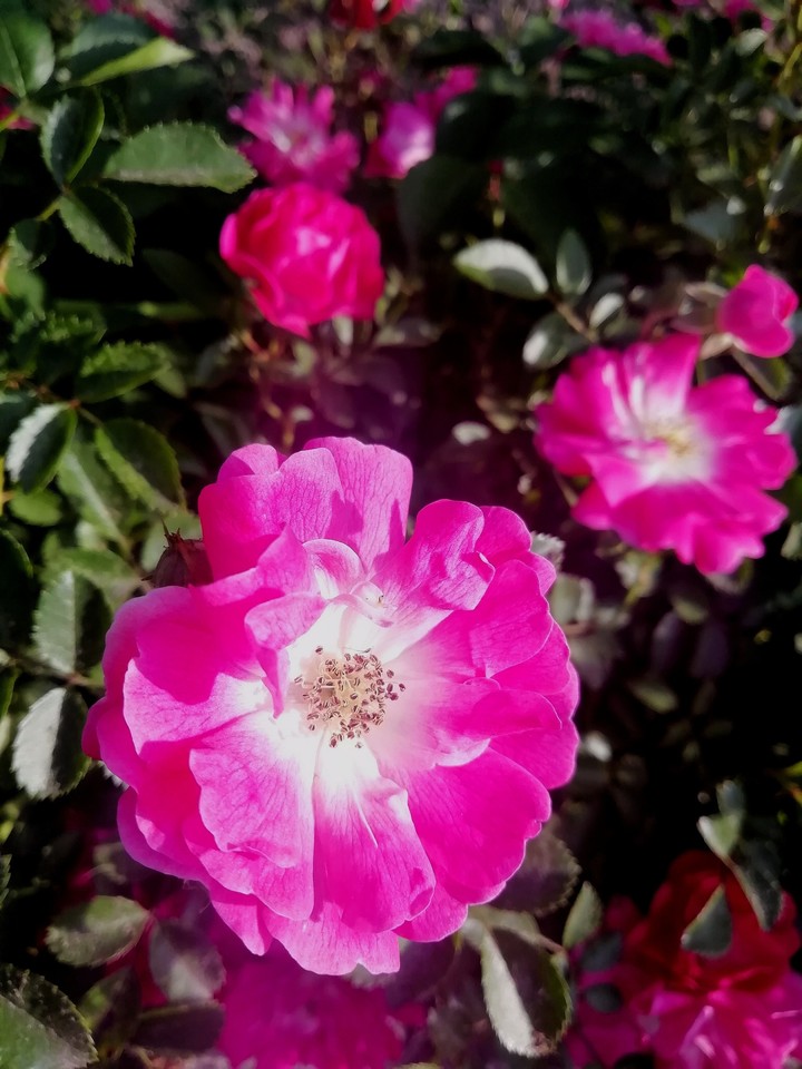 flowers