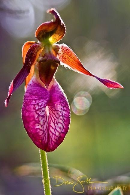 orchid