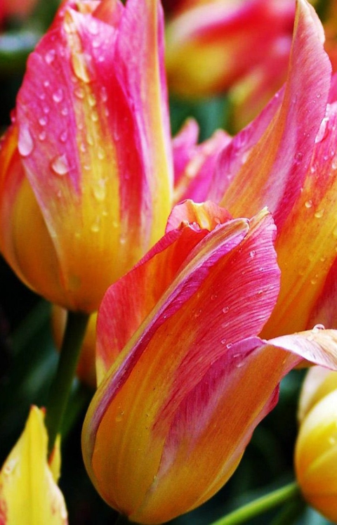 tulipan