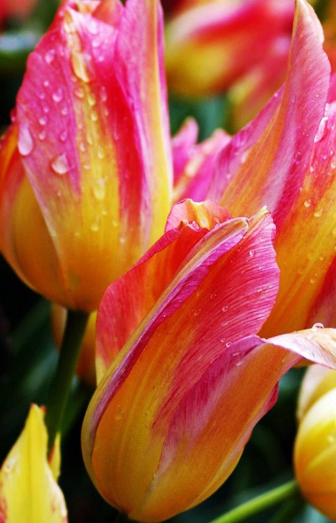 tulipan
