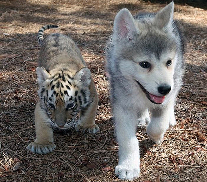 cat and a dog ;-;