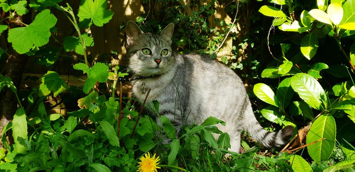 Cat