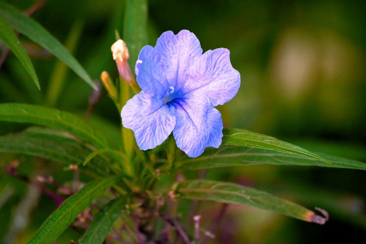 my click