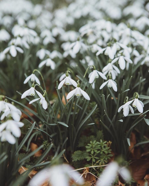 Snowdrops