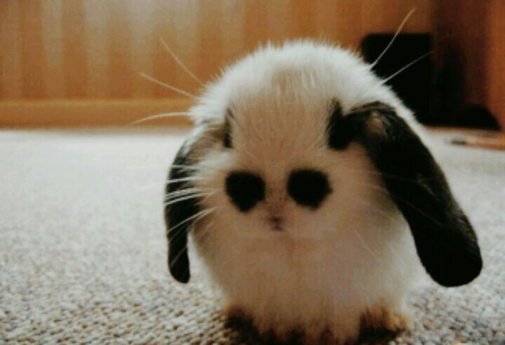 Mister