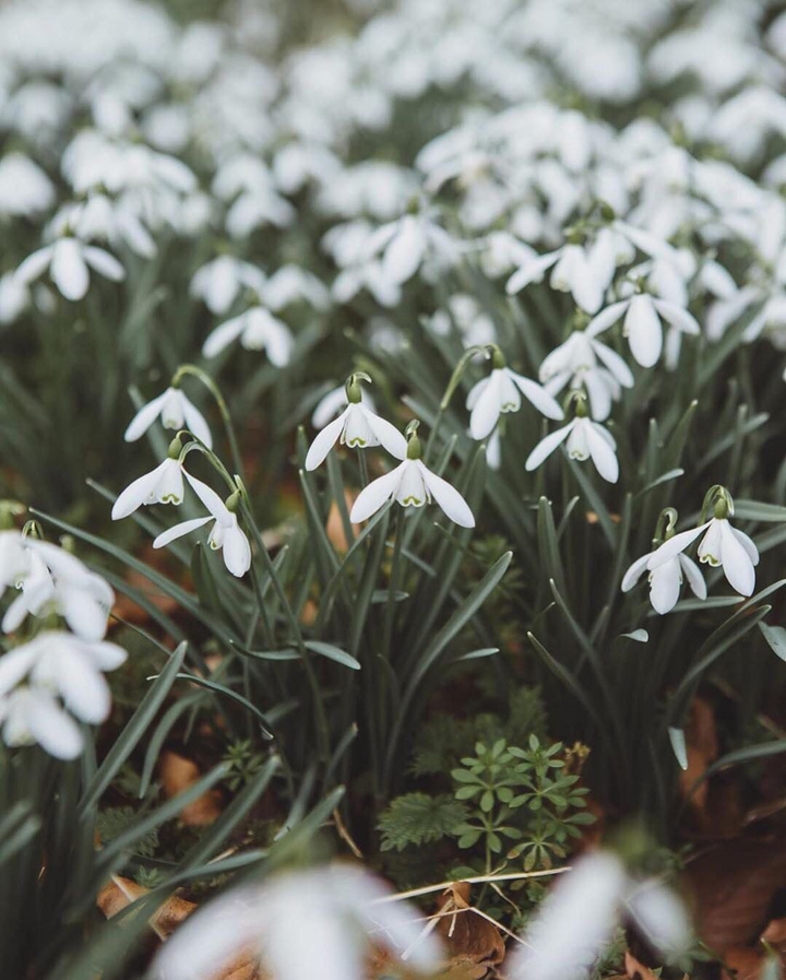 Snowdrops