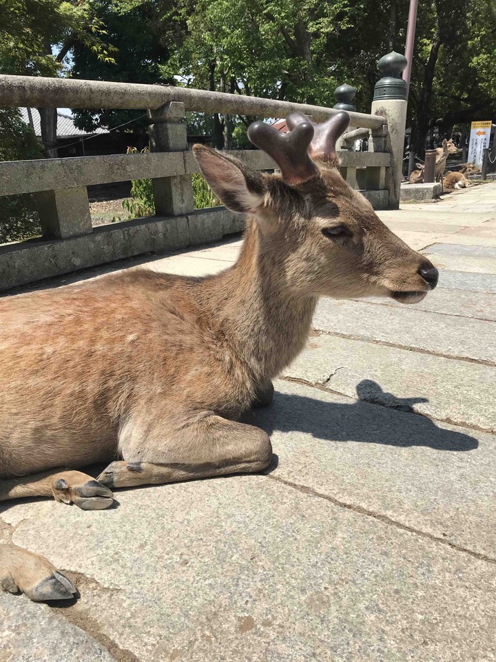 deer