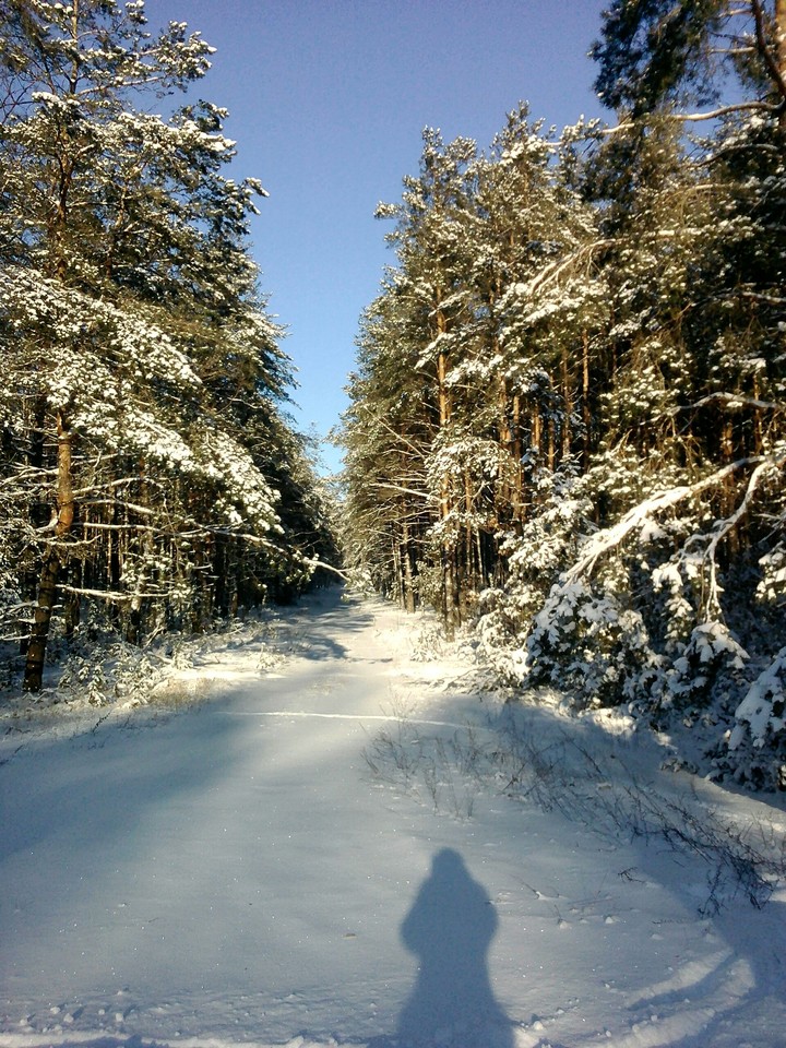 зимний лес