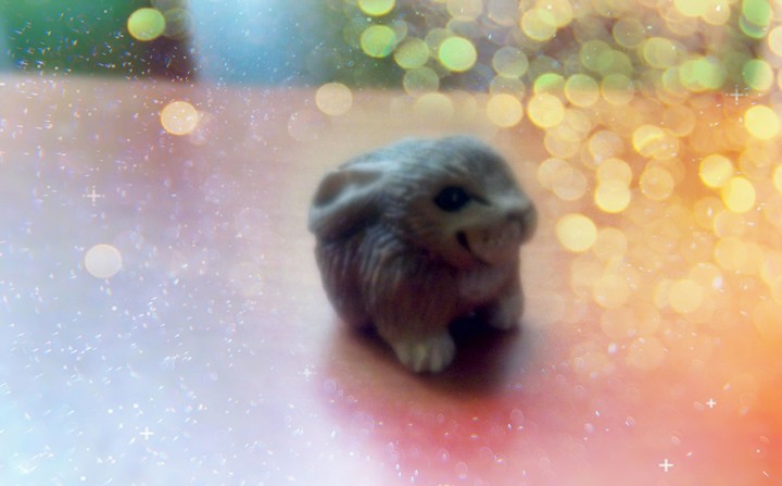 Small rabbit