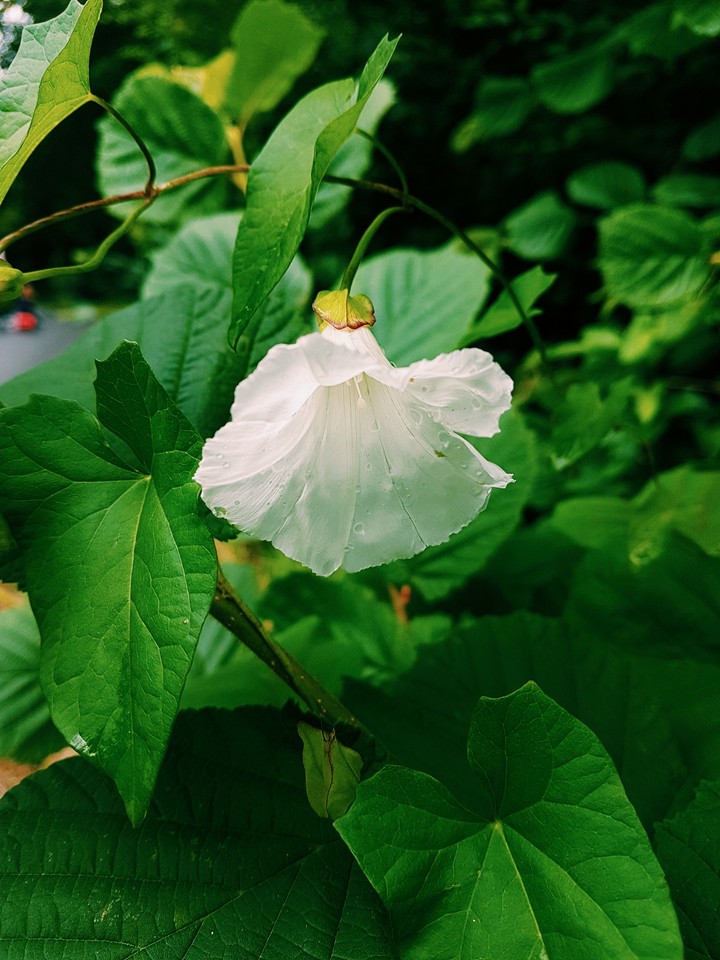 weiße Blume