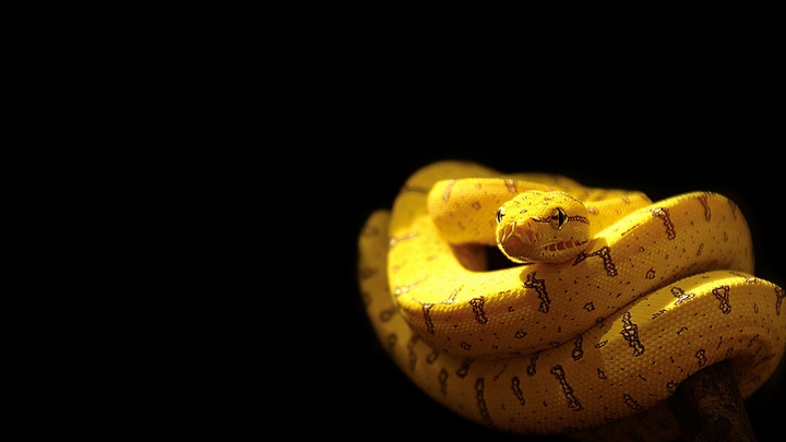 yellow❤️