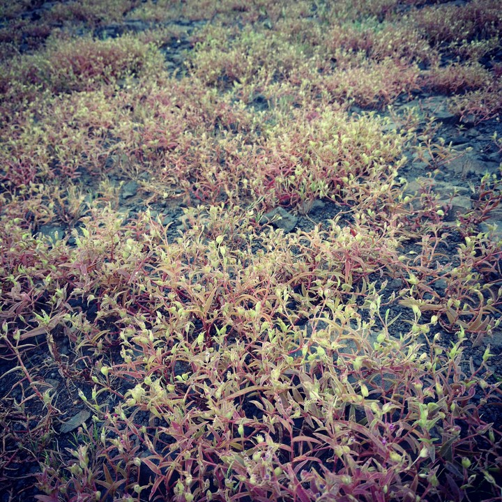 Grass