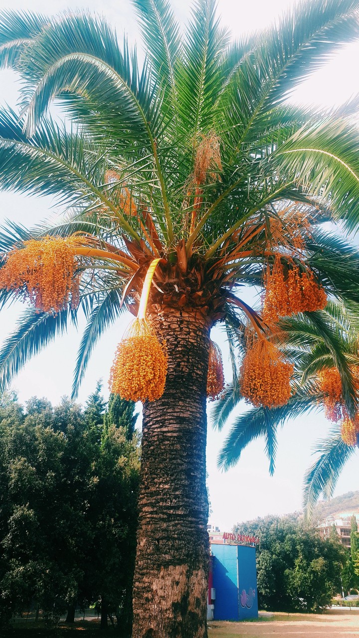 Palm