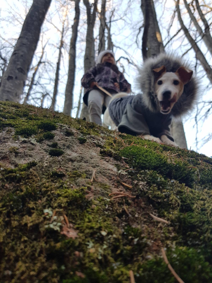 dog